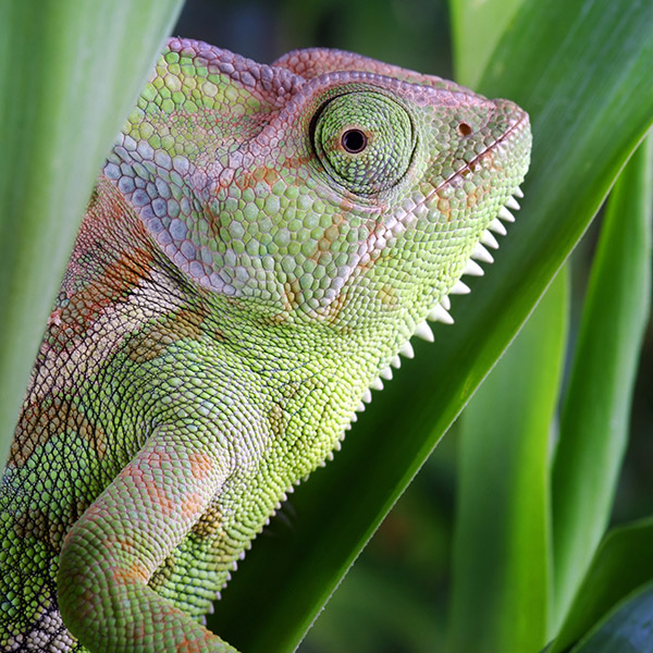 deuteron_kameleon_600px