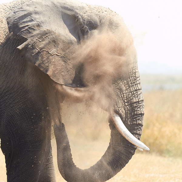 deuteron_olifant_600px